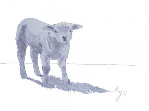 New Born Lamb sketch